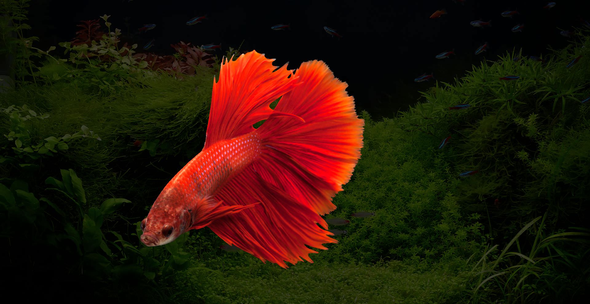Betta Splendens rosso