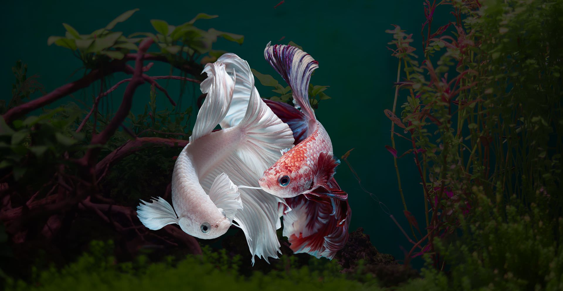 coppia di betta splendens maschi